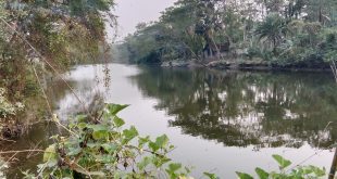 kalapara